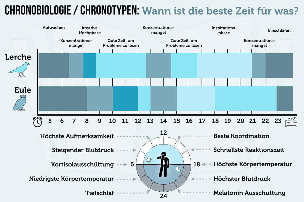 Fruehaufsteher Langschlaefer Chronobiologie Chronotypen Eule Lerche Biorhythmus Grafik